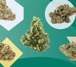 Cannabis Strains